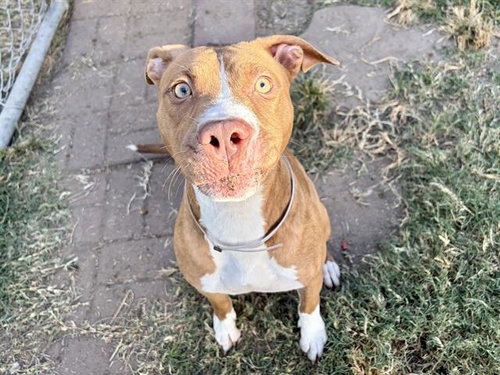 Mimi, Staffordshire Bull Terrier / Mixed (medium coat)