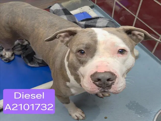 Diesel - Staffordshire Bull Terrier