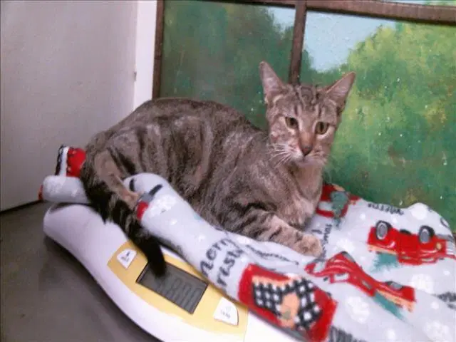 Buffy - Domestic Short Hair