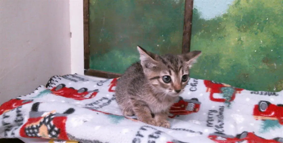 Winifred - Domestic Short Hair