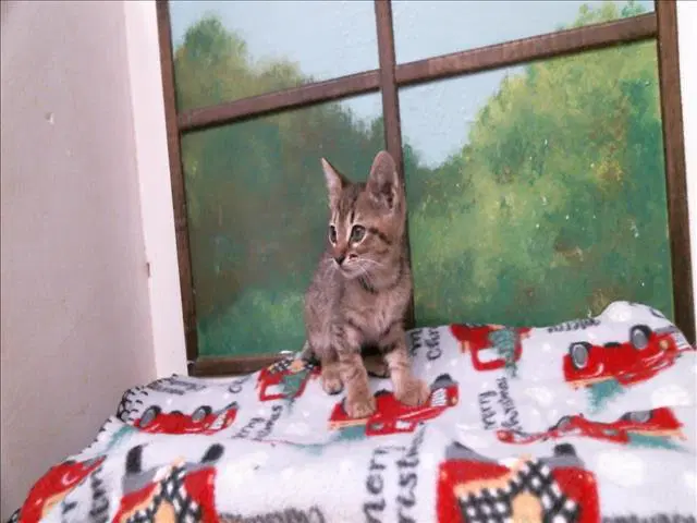 Binx - Domestic Short Hair