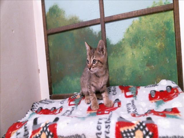 Binx