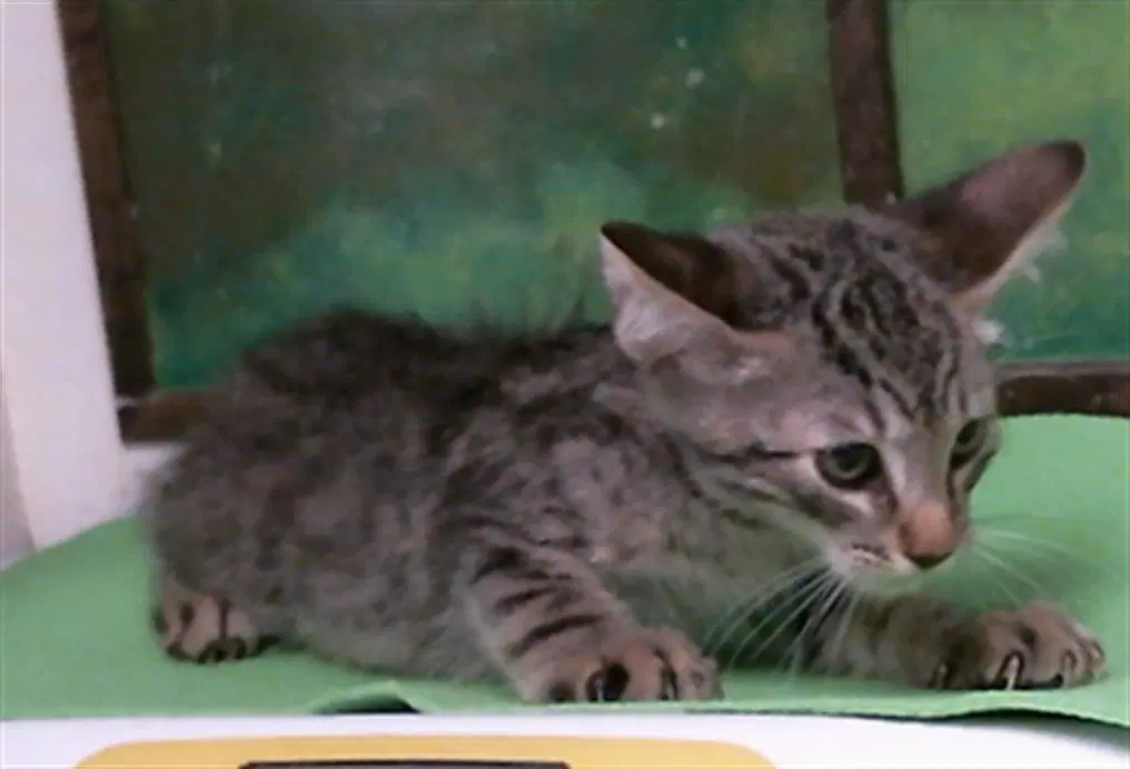 Ichabod image 1