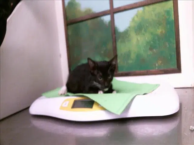 Broomstick - Domestic Short Hair