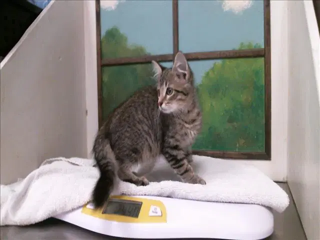 Tifany - Domestic Medium Hair