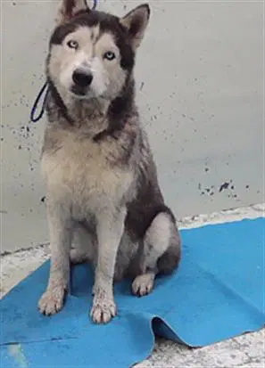 Lance - Siberian Husky