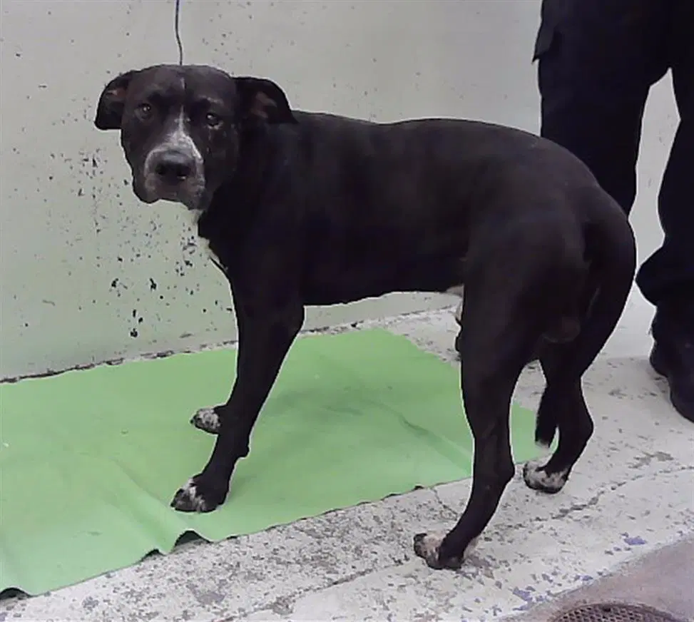 Rider - Staffordshire Bull Terrier