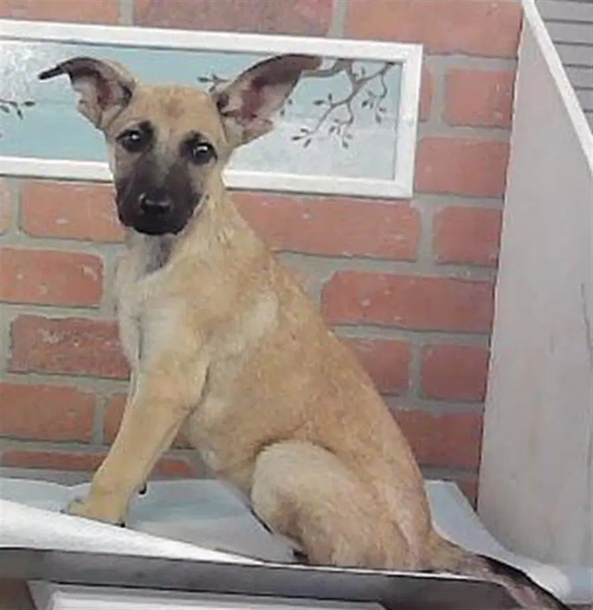 Frenchie - German Shepherd Dog