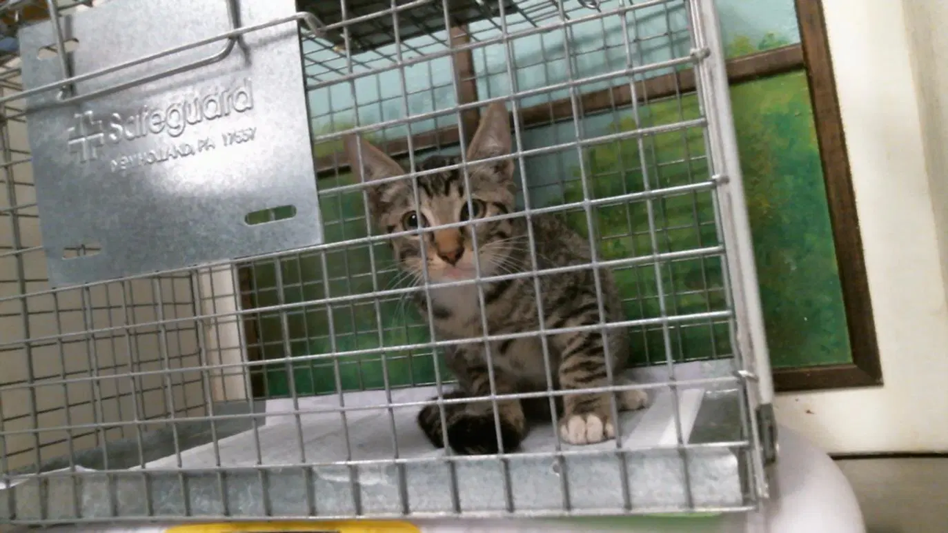 Unknown - Domestic Short Hair