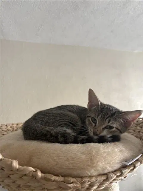 Cassie - Domestic Short Hair