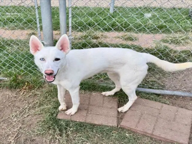 Blue - Siberian Husky