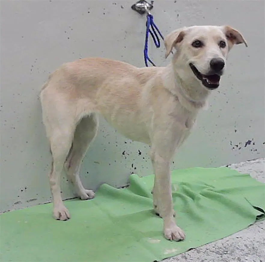 Blanca - Labrador Retriever