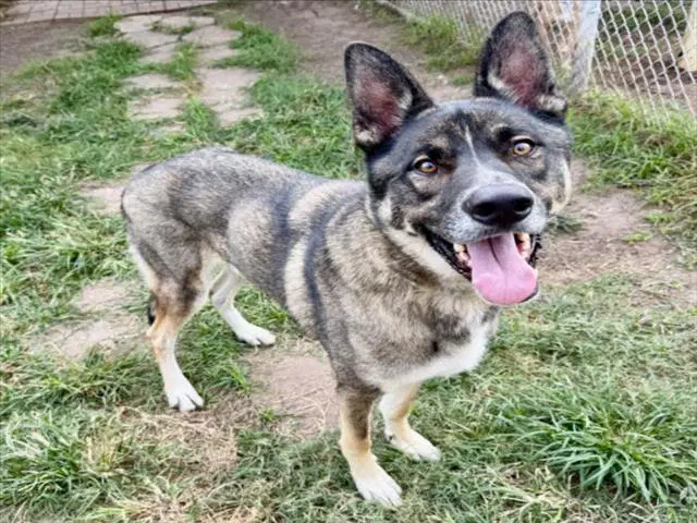 Unknown - German Shepherd Dog