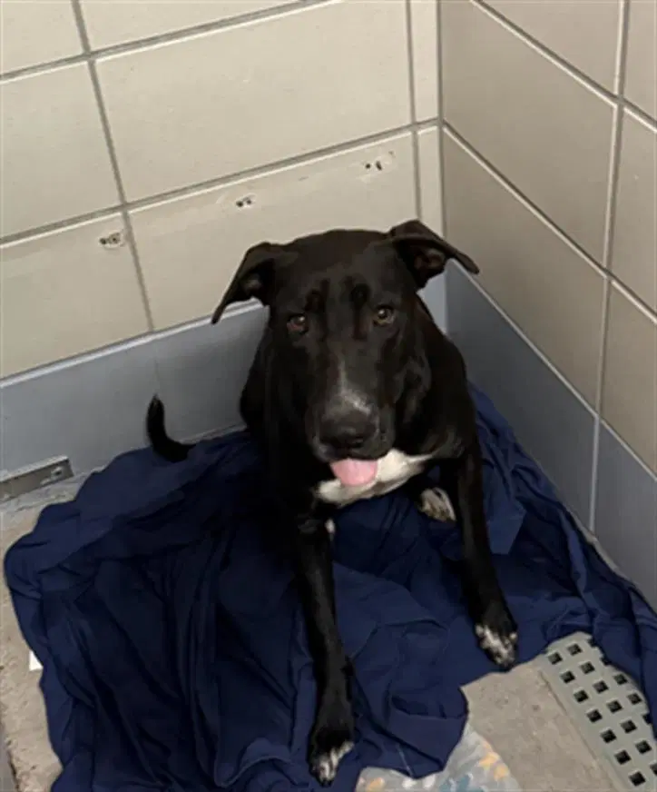 Unknown - Staffordshire Bull Terrier