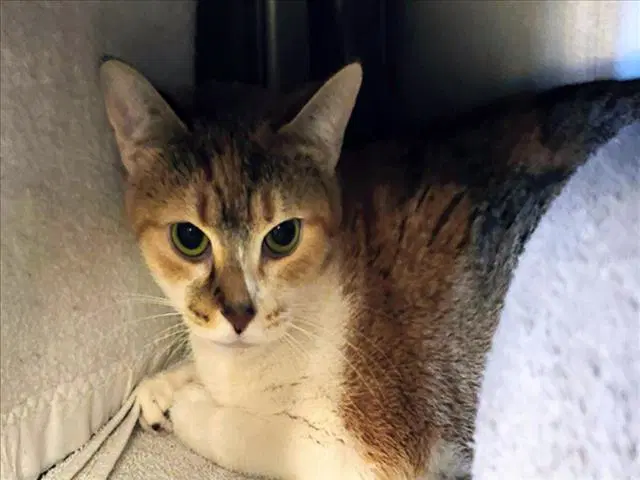 Gov'na - Domestic Short Hair
