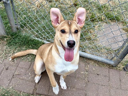 Butter, Labrador Retriever / Mixed (medium coat)
