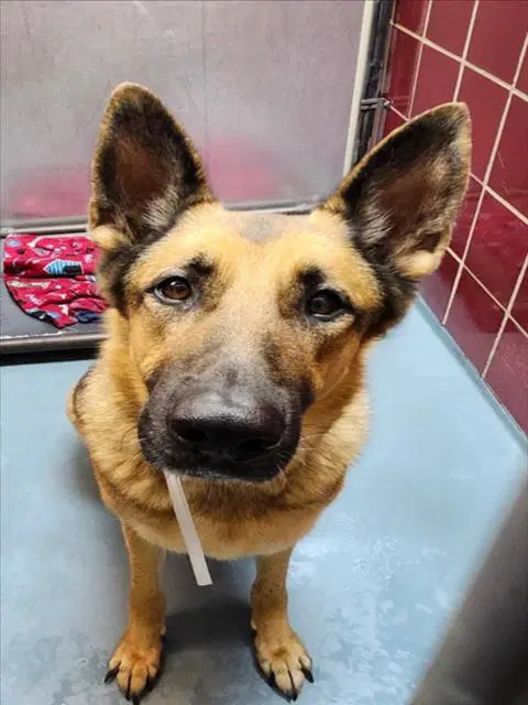 Lucy - German Shepherd Dog