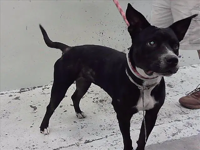 Apple - Staffordshire Bull Terrier