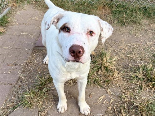 Bernie, Labrador Retriever / Mixed (medium coat)