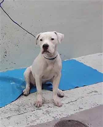 Jody - Staffordshire Bull Terrier