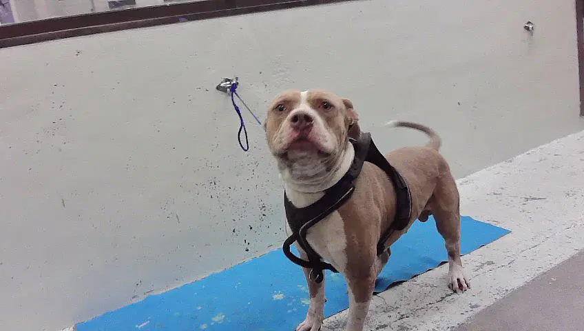 Baloo - American Bulldog