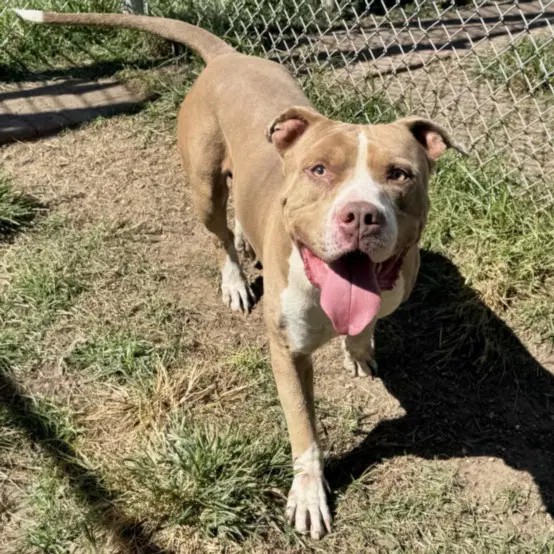 Baloo - American Bulldog