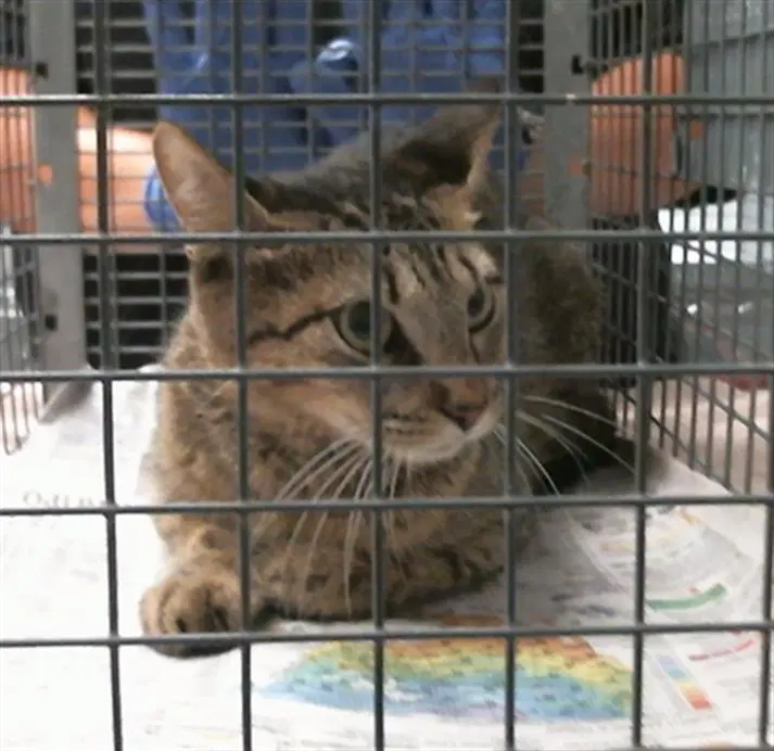 Unknown - Domestic Short Hair