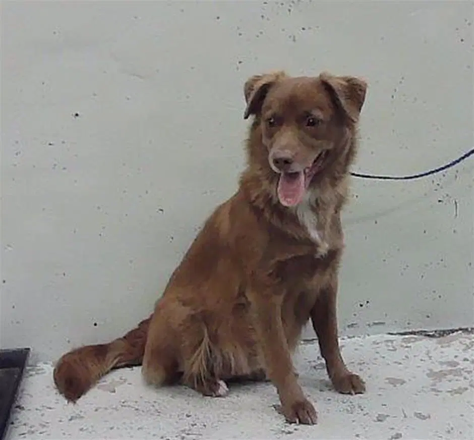 Farrah - Labrador Retriever