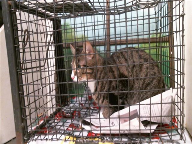 Gati