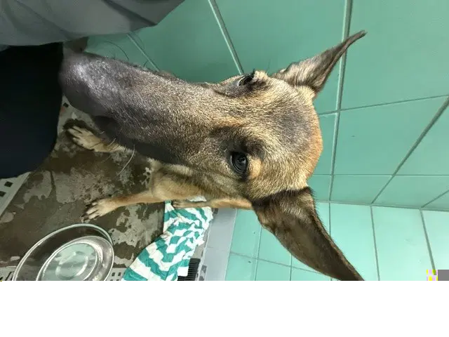 Fuzz Aldrin - German Shepherd Dog