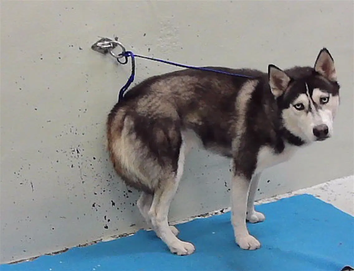 Midnight - Husky