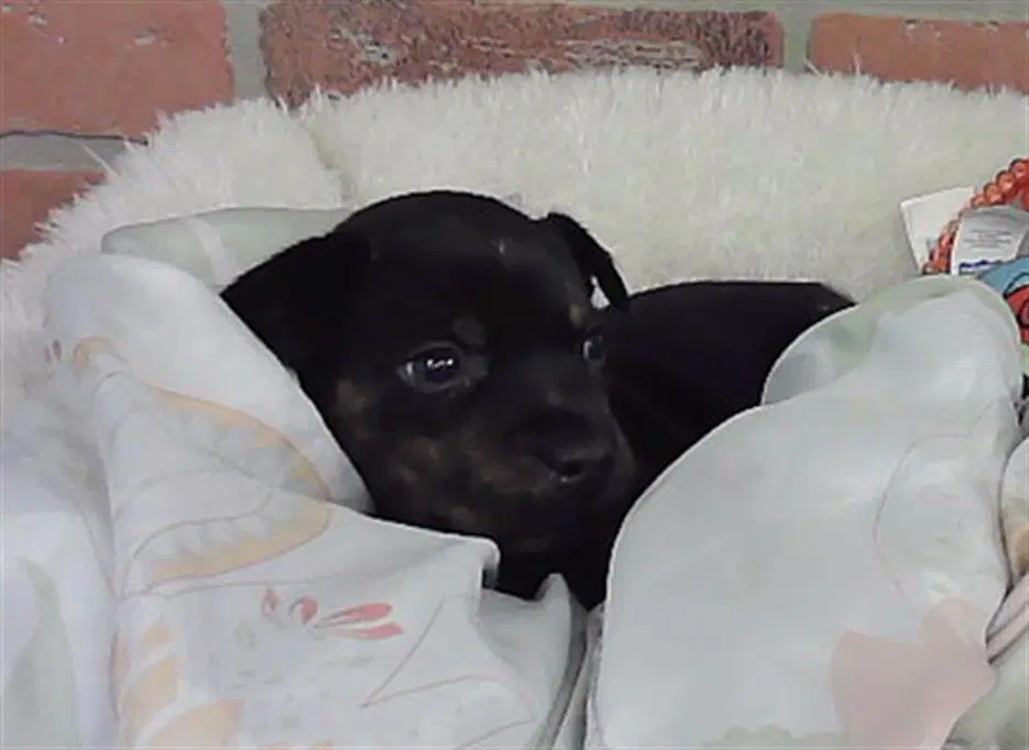 Seinfeld - Staffordshire Bull Terrier