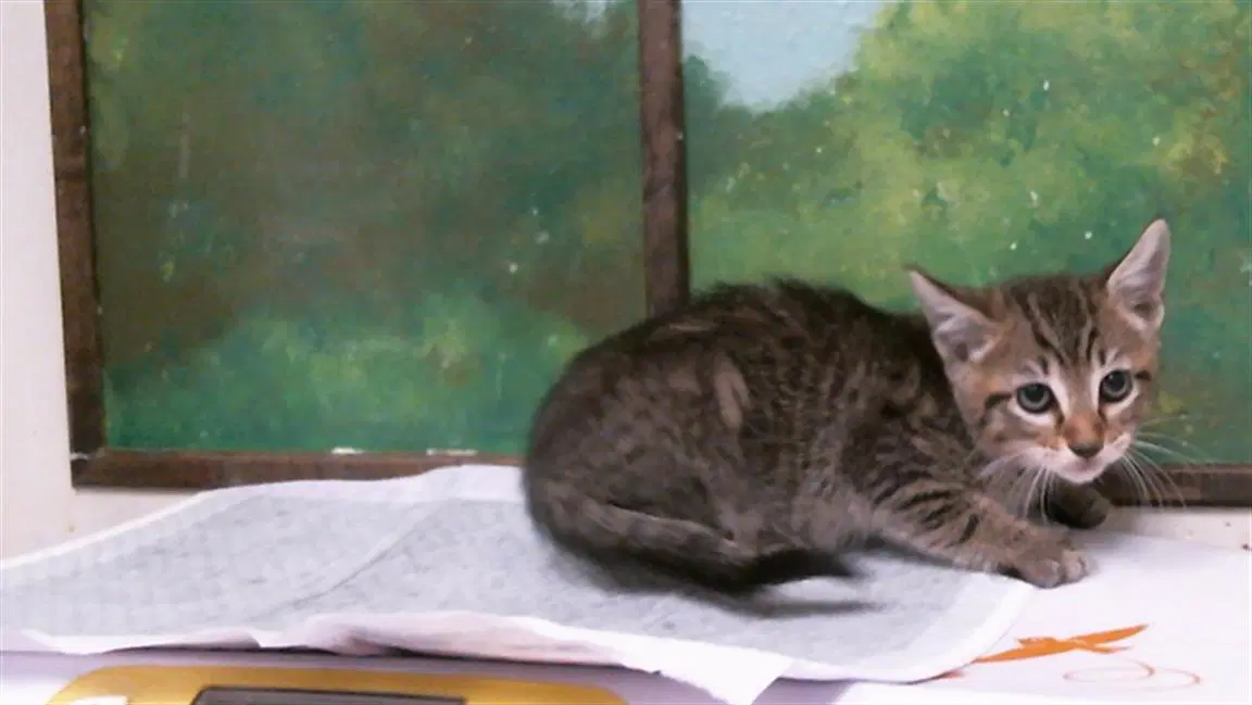 Miso - Domestic Short Hair