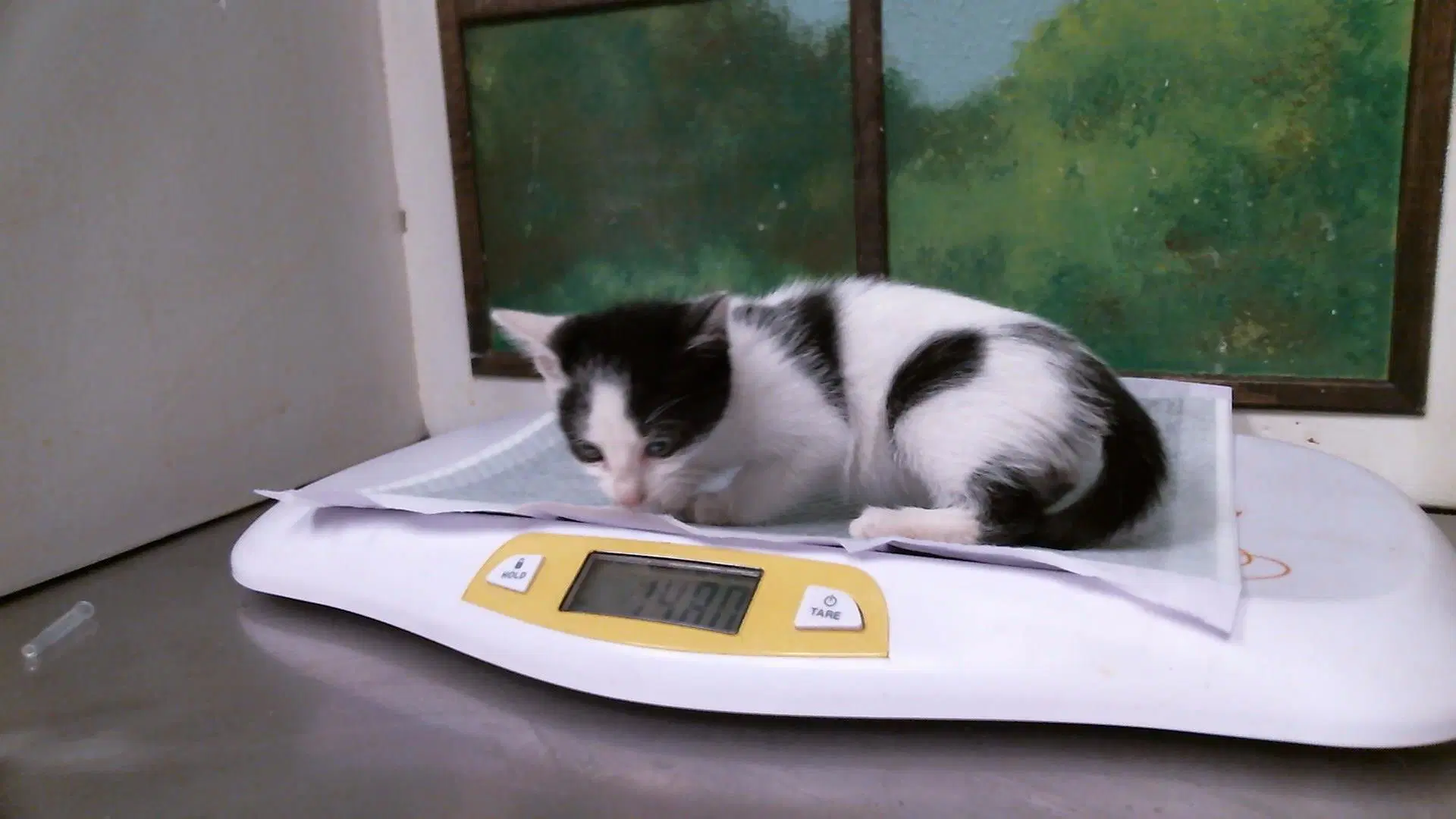 Truffle - Domestic Short Hair