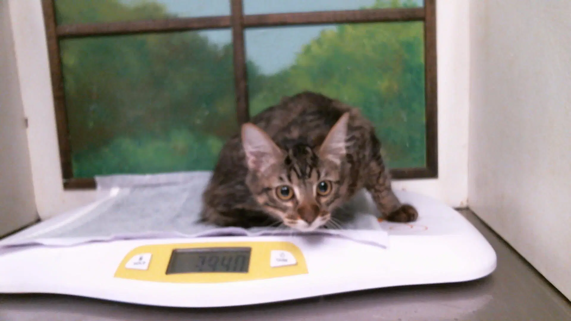 Minerva - Domestic Short Hair