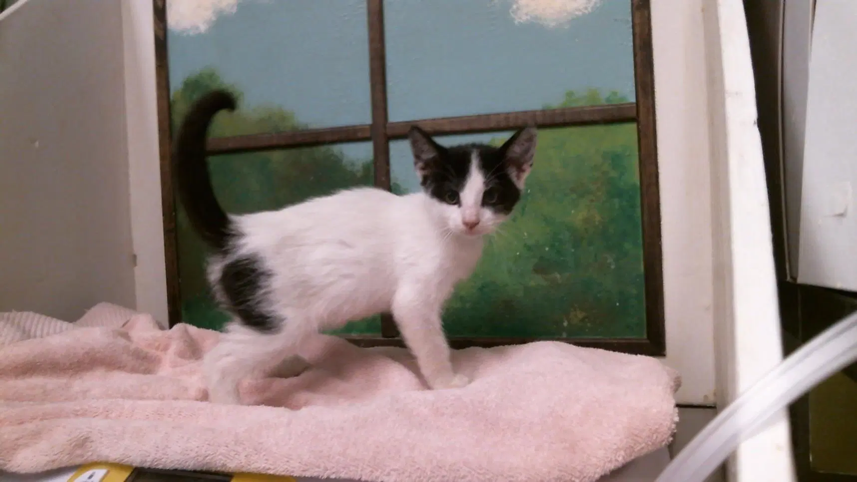 Snape - Domestic Short Hair