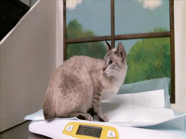 Medusa - Siamese