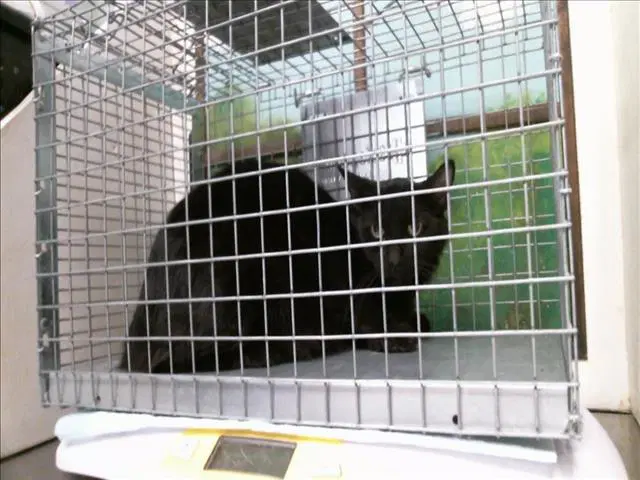 Unknown - Domestic Short Hair