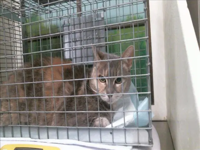 Ophelia - Domestic Short Hair