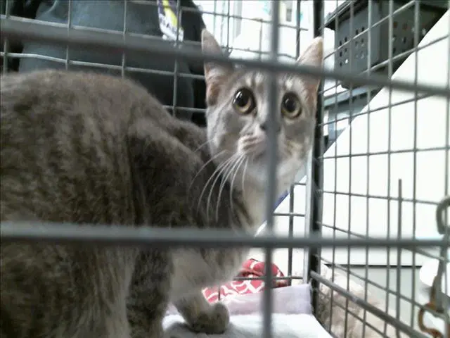 Unknown - Domestic Short Hair