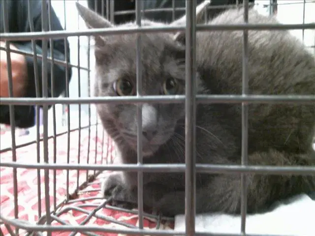 Unknown - Domestic Short Hair