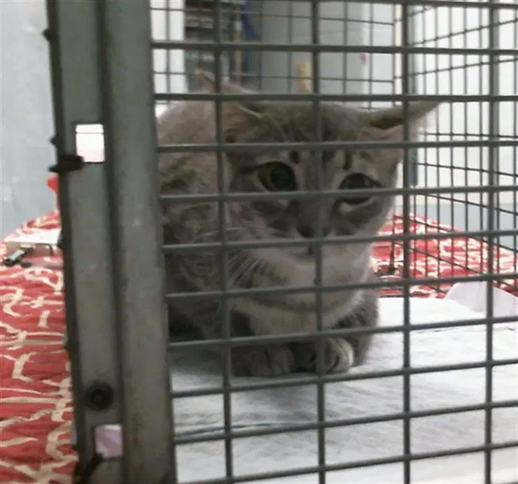 Unknown - Domestic Short Hair