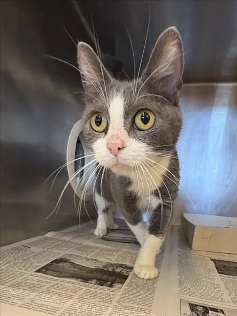 Elphaba - Domestic Short Hair