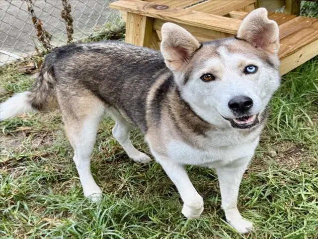 Rosie - Siberian Husky