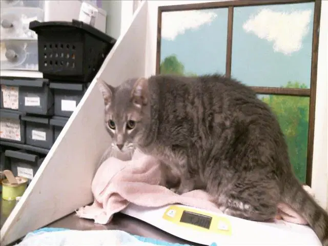Spellman - Domestic Short Hair