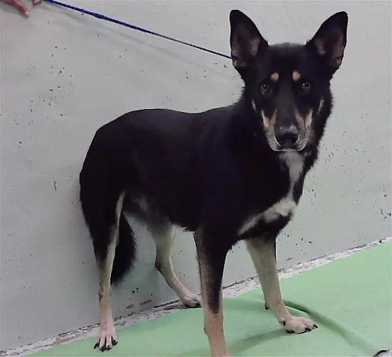 Capitan - German Shepherd Dog