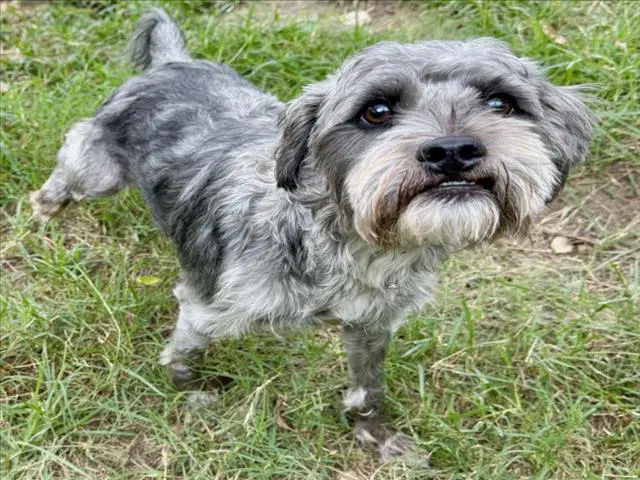 Hank - Yorkshire Terrier Yorkie