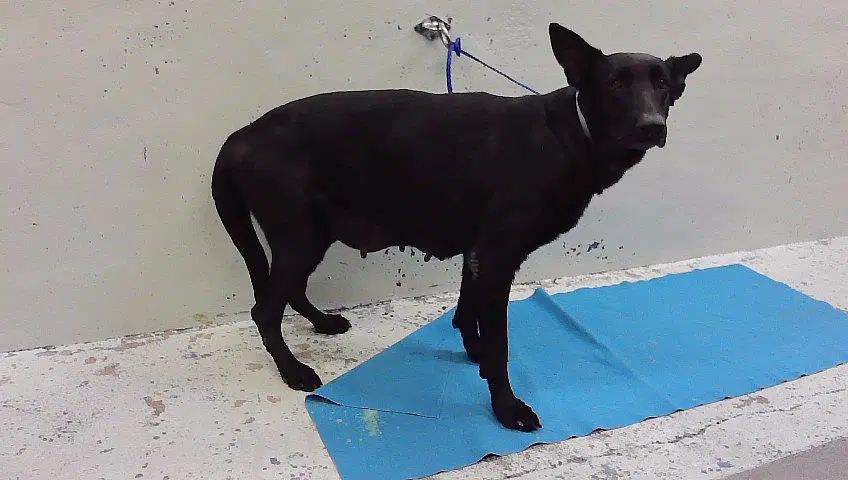 Black Betty - German Shepherd Dog