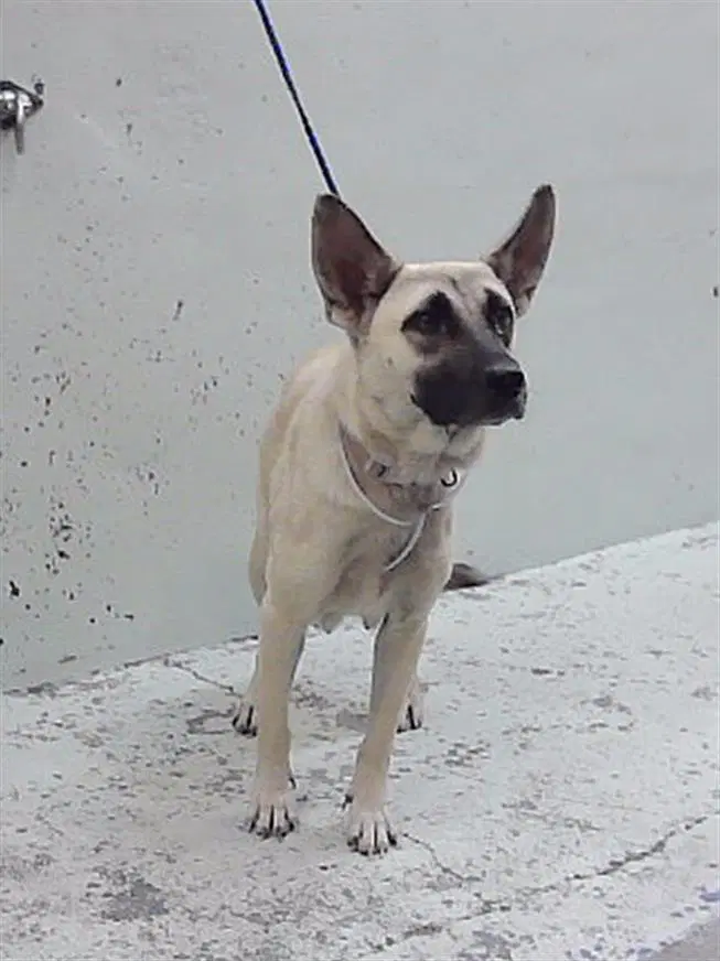 Banshee - German Shepherd Dog