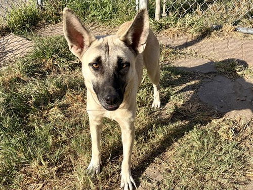 Banshee, German Shepherd Dog / Mixed (short coat)